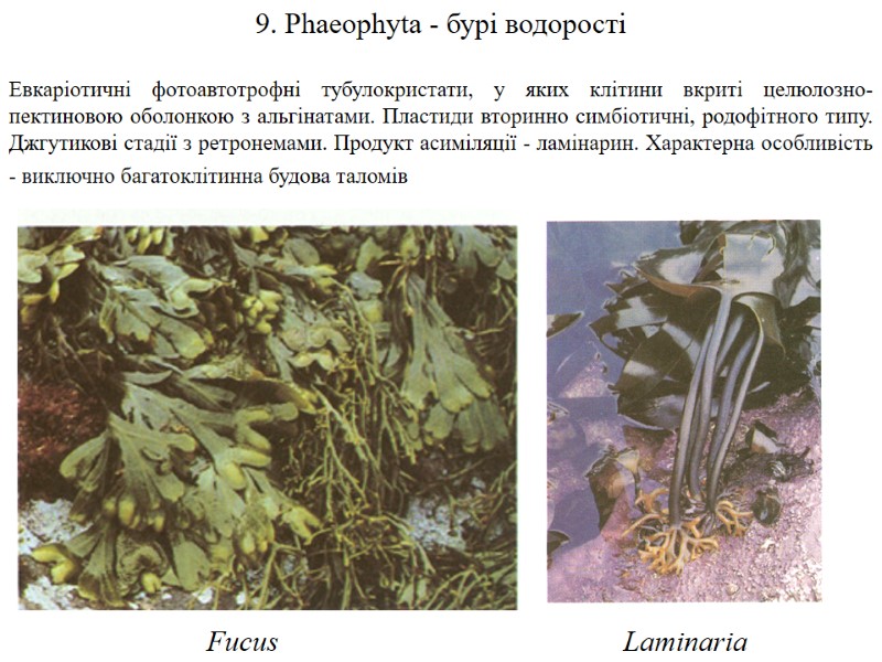 9. Phaeophyta - бурі водорості  Евкаріотичні фотоавтотрофні тубулокристати, у яких клітини вкриті целюлозно-пектиновою